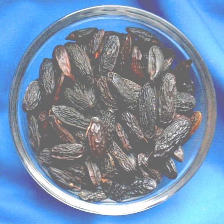 1,5 Kilo Tonkabohnen (Coumarouna odorata)