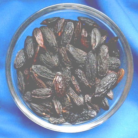 100gr. Tonkabohnen (Coumarouna odorata)